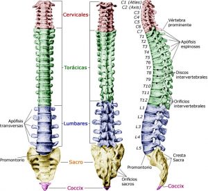 columna-vertebral